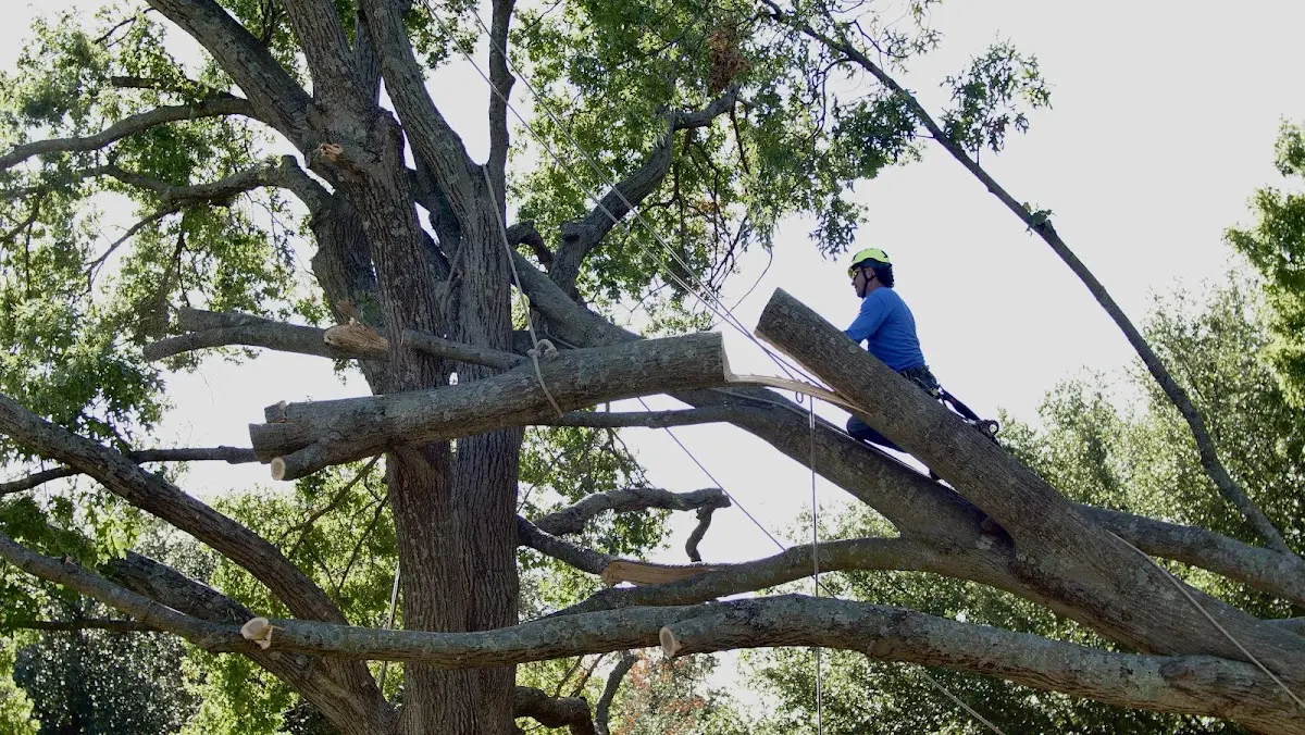 Professional Crown Thinning performed by certified arborists in Wiscasset