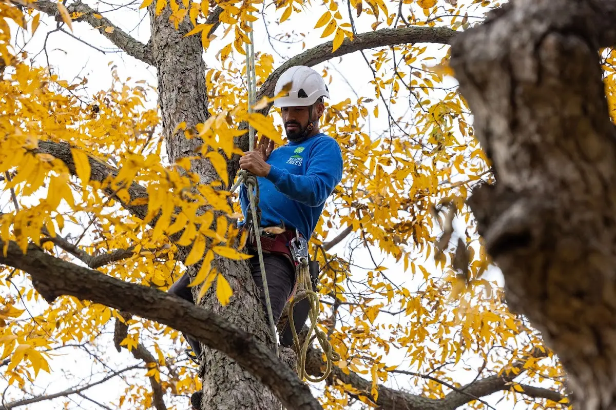Skilled Tree Planting crew working in Wiscasset