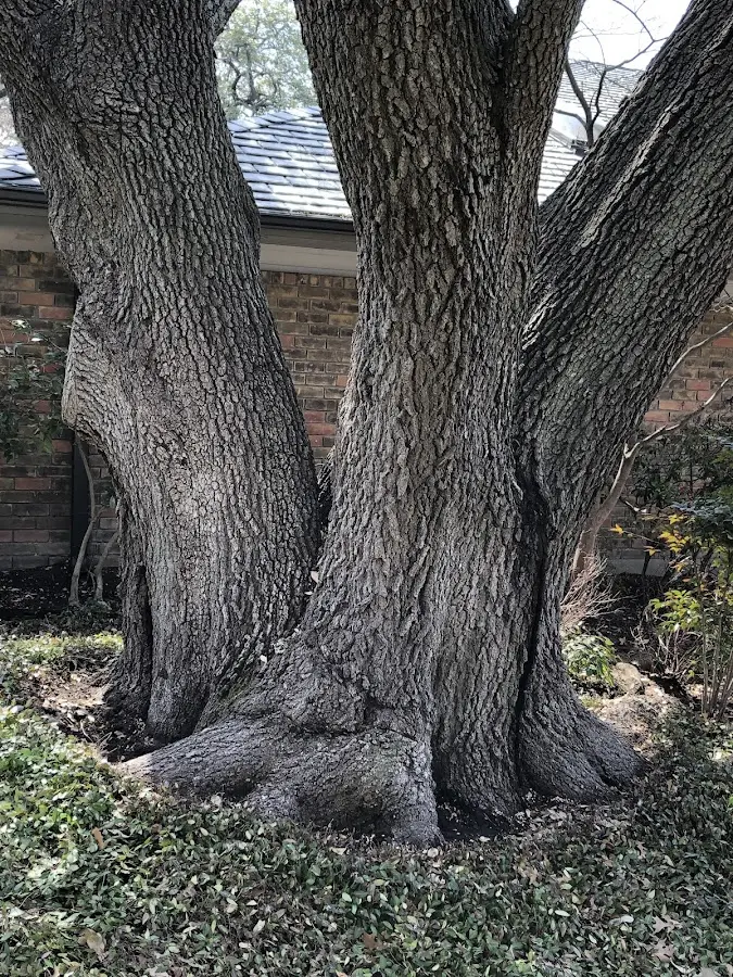 Mature heritage tree close to a Wiscasset property cared for by certified arborists